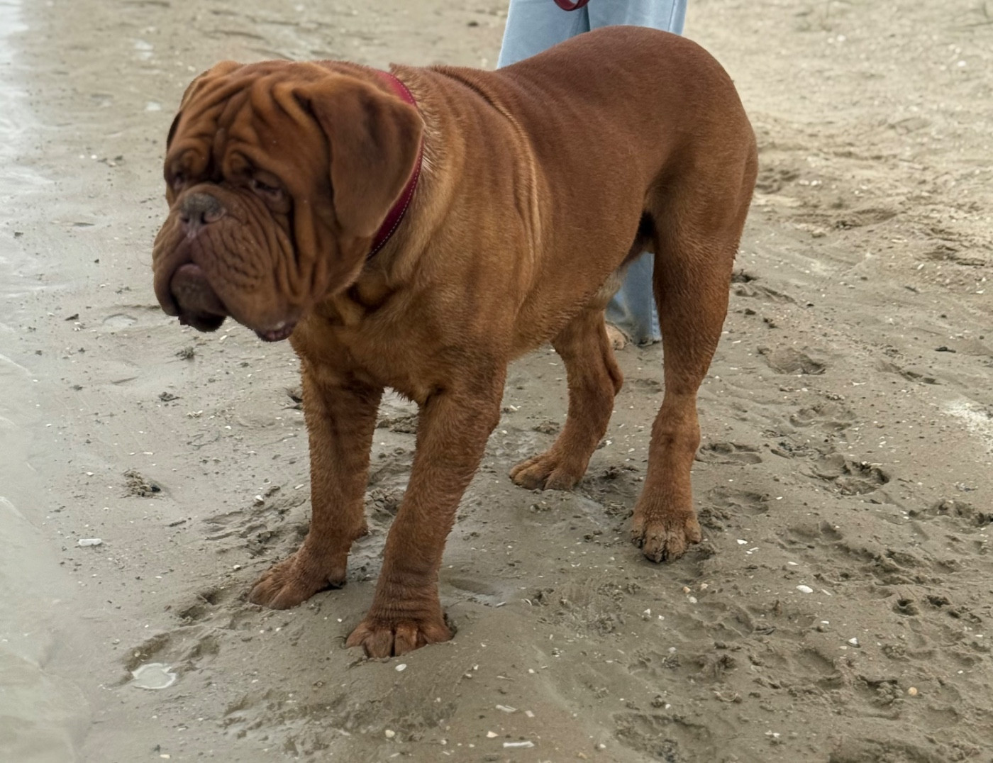 CH. Orlando  de la bulle rouge