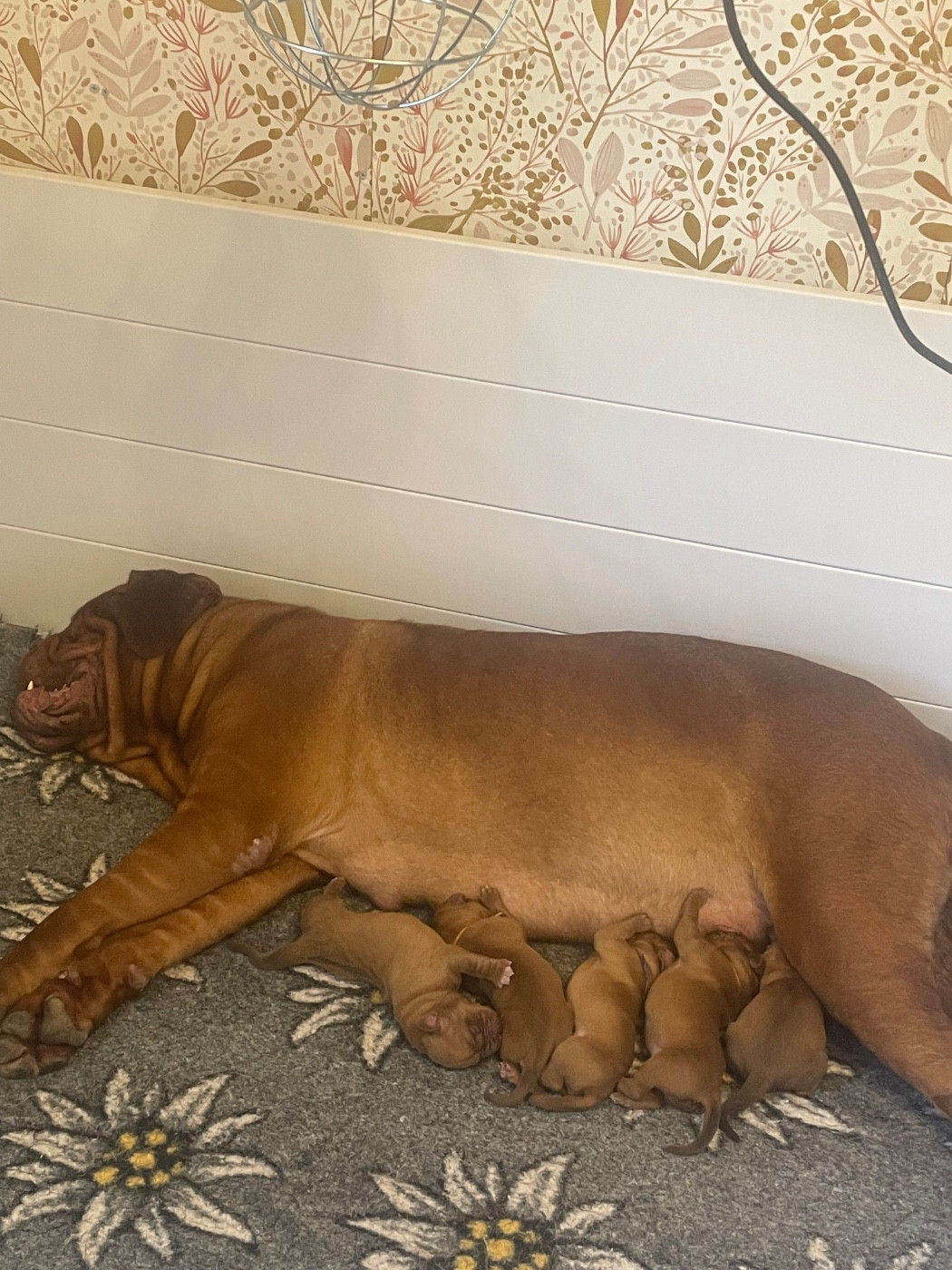 Chiot Dogue de Bordeaux De L’Abbaye Du Pévèle
