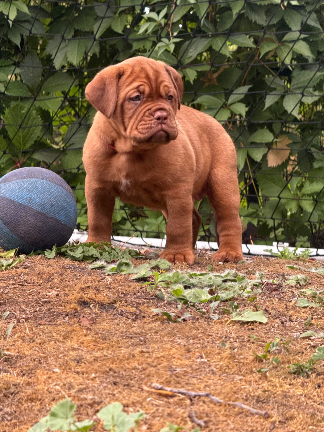 De L’Abbaye Du Pévèle - Chiots disponibles - Dogue de Bordeaux
