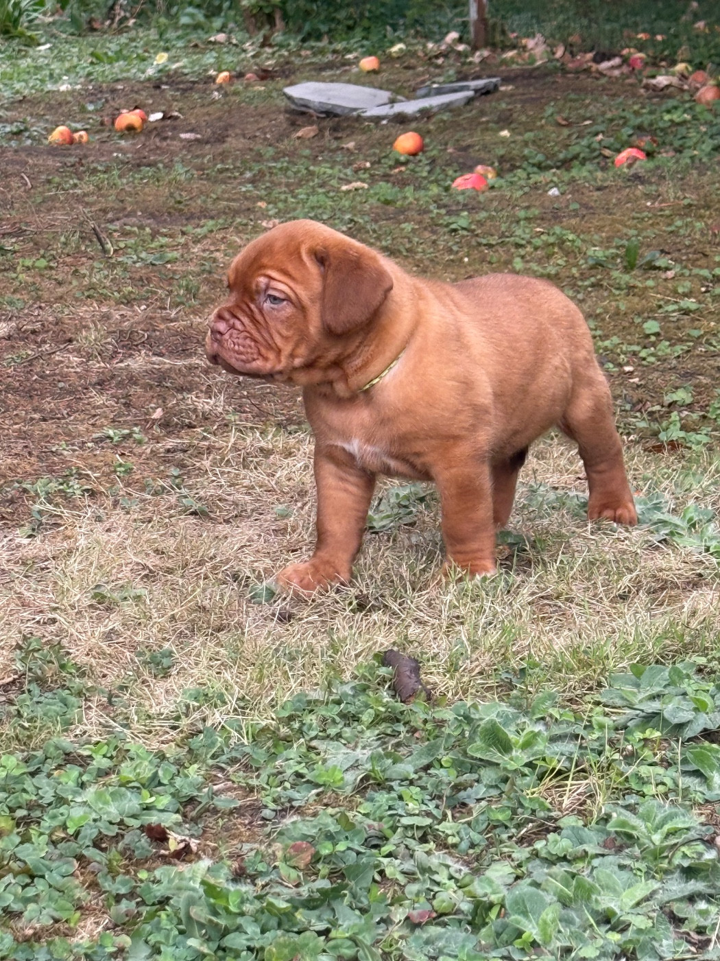 De L’Abbaye Du Pévèle - Chiots disponibles - Dogue de Bordeaux