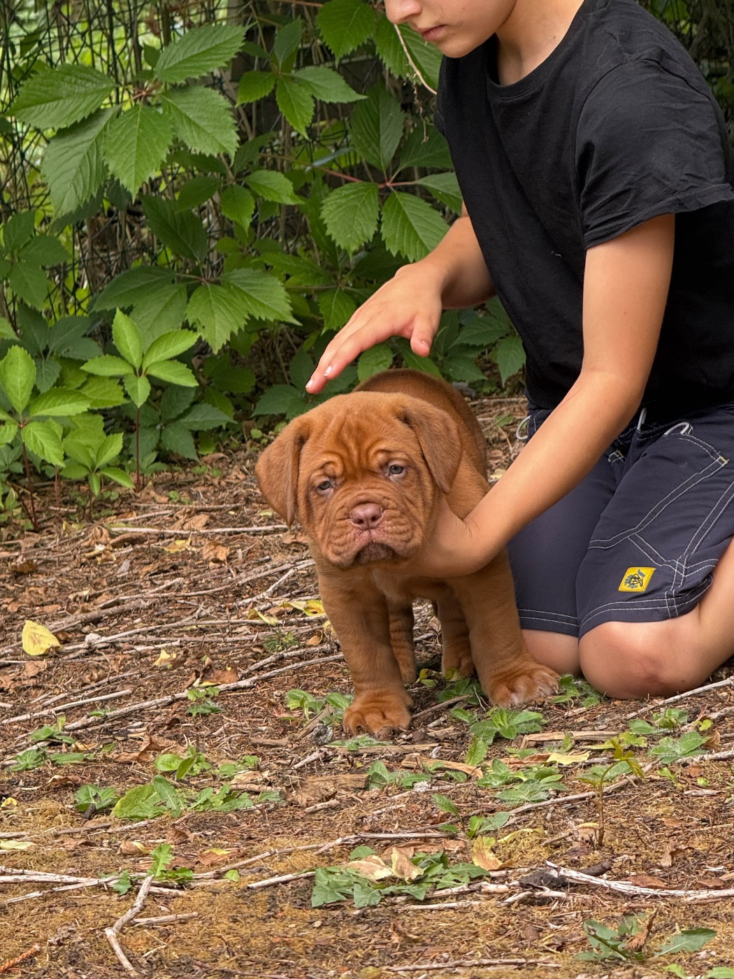 De L’Abbaye Du Pévèle - Chiots disponibles - Dogue de Bordeaux